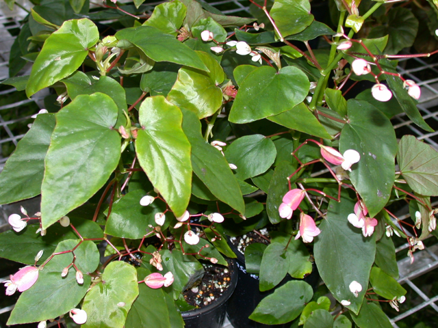 B. ‘Saschen’